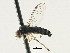  ( - CNC DIPTERA 197610)  @13 [ ] CreativeCommons - Attribution (2013) CNC/CBG Photography Group Centre for Biodiversity Genomics