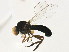  ( - DEBU 00075059)  @11 [ ] CreativeCommons - Attribution (2013) CNC/CBG Photography Group Centre for Biodiversity Genomics
