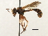  ( - JSS17552)  @11 [ ] CreativeCommons - Attribution (2013) CNC/CBG Photography Group Centre for Biodiversity Genomics