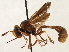 ( - JSS17555)  @11 [ ] CreativeCommons - Attribution (2013) CNC/CBG Photography Group Centre for Biodiversity Genomics