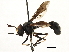  ( - JSS17557)  @15 [ ] CreativeCommons - Attribution (2013) CNC/CBG Photography Group Centre for Biodiversity Genomics