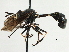  ( - JSS18739)  @13 [ ] CreativeCommons - Attribution (2013) CNC/CBG Photography Group Centre for Biodiversity Genomics
