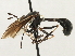  ( - JSS18865)  @13 [ ] CreativeCommons - Attribution (2013) CNC/CBG Photography Group Centre for Biodiversity Genomics