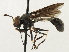  ( - JSS18866)  @13 [ ] CreativeCommons - Attribution (2013) CNC/CBG Photography Group Centre for Biodiversity Genomics