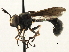  ( - JSS18867)  @11 [ ] CreativeCommons - Attribution (2013) CNC/CBG Photography Group Centre for Biodiversity Genomics