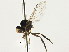  ( - JSS19226)  @13 [ ] CreativeCommons - Attribution (2013) CNC/CBG Photography Group Centre for Biodiversity Genomics