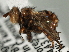  ( - JSS24409)  @11 [ ] CreativeCommons - Attribution (2013) CNC/CBG Photography Group Centre for Biodiversity Genomics