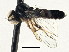  ( - JSS26015)  @13 [ ] CreativeCommons - Attribution (2013) CNC/CBG Photography Group Centre for Biodiversity Genomics