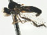  ( - JSS26017)  @13 [ ] CreativeCommons - Attribution (2013) CNC/CBG Photography Group Centre for Biodiversity Genomics