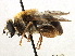  (Mallota albipilis - USNM ENT 00248015)  @11 [ ] CreativeCommons - Attribution (2013) CNC/CBG Photography Group Centre for Biodiversity Genomics