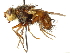  ( - CNC DIPTERA 192211)  @14 [ ] CreativeCommons - Attribution (2012) CNC/CBG Photography Group Centre for Biodiversity Genomics