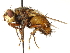  ( - CNC DIPTERA 192212)  @13 [ ] CreativeCommons - Attribution (2012) CNC/CBG Photography Group Centre for Biodiversity Genomics