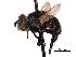  ( - CNC DIPTERA 161816)  @13 [ ] CreativeCommons - Attribution (2011) CNC/CBG Photography Group Centre for Biodiversity Genomics