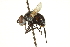  (Phasiinae - CNC DIPTERA 161818)  @15 [ ] CreativeCommons - Attribution (2011) CNC/CBG Photography Group Centre for Biodiversity Genomics