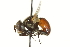  ( - CNC DIPTERA 161845)  @11 [ ] CreativeCommons - Attribution (2011) CNC/CBG Photography Group Centre for Biodiversity Genomics