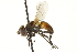  ( - CNC DIPTERA 161859)  @11 [ ] CreativeCommons - Attribution (2011) CNC/CBG Photography Group Centre for Biodiversity Genomics
