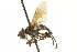  ( - CNC DIPTERA 161873)  @13 [ ] CreativeCommons - Attribution (2012) CNC/CBG Photography Group Centre for Biodiversity Genomics