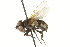  (Phasia aeneoventris - CNC DIPTERA 161874)  @13 [ ] CreativeCommons - Attribution (2012) CNC/CBG Photography Group Centre for Biodiversity Genomics