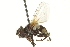  ( - CNC DIPTERA 161875)  @13 [ ] CreativeCommons - Attribution (2012) CNC/CBG Photography Group Centre for Biodiversity Genomics