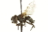  ( - CNC DIPTERA 161876)  @13 [ ] CreativeCommons - Attribution (2012) CNC/CBG Photography Group Centre for Biodiversity Genomics