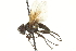  ( - CNC DIPTERA 161877)  @13 [ ] CreativeCommons - Attribution (2012) CNC/CBG Photography Group Centre for Biodiversity Genomics