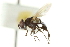  (Phasia aldrichi - CNC DIPTERA 161880)  @13 [ ] CreativeCommons - Attribution (2012) CNC/CBG Photography Group Centre for Biodiversity Genomics
