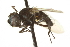  ( - CNC DIPTERA 161887)  @13 [ ] CreativeCommons - Attribution (2012) CNC/CBG Photography Group Centre for Biodiversity Genomics