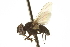 (Phasia barbifrons - CNC DIPTERA 161889)  @13 [ ] CreativeCommons - Attribution (2012) CNC/CBG Photography Group Centre for Biodiversity Genomics