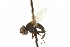  ( - CNC DIPTERA 161890)  @13 [ ] CreativeCommons - Attribution (2012) CNC/CBG Photography Group Centre for Biodiversity Genomics