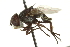  (Phasia chilensis - CNC DIPTERA 161891)  @13 [ ] CreativeCommons - Attribution (2012) CNC/CBG Photography Group Centre for Biodiversity Genomics