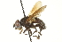  (Phasia diversa - CNC DIPTERA 161895)  @14 [ ] CreativeCommons - Attribution (2012) CNC/CBG Photography Group Centre for Biodiversity Genomics