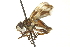  ( - CNC DIPTERA 161900)  @14 [ ] CreativeCommons - Attribution (2012) CNC/CBG Photography Group Centre for Biodiversity Genomics