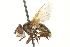  ( - CNC DIPTERA 161902)  @13 [ ] CreativeCommons - Attribution (2012) CNC/CBG Photography Group Centre for Biodiversity Genomics
