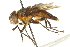  ( - CNC DIPTERA 161905)  @14 [ ] CreativeCommons - Attribution (2012) CNC/CBG Photography Group Centre for Biodiversity Genomics
