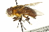  ( - CNC DIPTERA 161906)  @14 [ ] CreativeCommons - Attribution (2012) CNC/CBG Photography Group Centre for Biodiversity Genomics