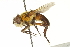  ( - CNC DIPTERA 161907)  @14 [ ] CreativeCommons - Attribution (2012) CNC/CBG Photography Group Centre for Biodiversity Genomics