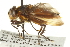  ( - CNC DIPTERA 161908)  @13 [ ] CreativeCommons - Attribution (2012) CNC/CBG Photography Group Centre for Biodiversity Genomics