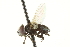  (Phasia purpurascens - CNC DIPTERA 161917)  @13 [ ] CreativeCommons - Attribution (2012) CNC/CBG Photography Group Centre for Biodiversity Genomics