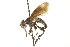  (Phasia robertsonii - CNC DIPTERA 161922)  @14 [ ] CreativeCommons - Attribution (2012) CNC/CBG Photography Group Centre for Biodiversity Genomics