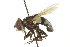  ( - CNC DIPTERA 161929)  @14 [ ] CreativeCommons - Attribution (2012) CNC/CBG Photography Group Centre for Biodiversity Genomics