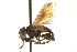  (Phasia splendida - CNC DIPTERA 161933)  @13 [ ] CreativeCommons - Attribution (2012) CNC/CBG Photography Group Centre for Biodiversity Genomics
