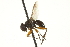  (Catharosia sp. 2 - CNC DIPTERA 161943)  @11 [ ] CreativeCommons - Attribution (2012) CNC/CBG Photography Group Centre for Biodiversity Genomics