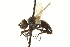  ( - CNC DIPTERA 161946)  @12 [ ] CreativeCommons - Attribution (2012) CNC/CBG Photography Group Centre for Biodiversity Genomics