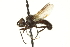  ( - CNC DIPTERA 161947)  @13 [ ] CreativeCommons - Attribution (2012) CNC/CBG Photography Group Centre for Biodiversity Genomics