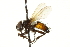  ( - CNC DIPTERA 161993)  @13 [ ] CreativeCommons - Attribution (2012) CNC/CBG Photography Group Centre for Biodiversity Genomics