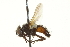  ( - CNC DIPTERA 161994)  @13 [ ] CreativeCommons - Attribution (2012) CNC/CBG Photography Group Centre for Biodiversity Genomics
