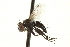  ( - CNC DIPTERA 161998)  @13 [ ] CreativeCommons - Attribution (2012) CNC/CBG Photography Group Centre for Biodiversity Genomics