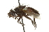  (Germariini - CNC DIPTERA 162017)  @14 [ ] CreativeCommons - Attribution (2012) CNC/CBG Photography Group Centre for Biodiversity Genomics