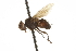  ( - CNC DIPTERA 162021)  @12 [ ] CreativeCommons - Attribution (2012) CNC/CBG Photography Group Centre for Biodiversity Genomics