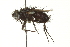  (Trichoceronia thermitana - CNC DIPTERA 162044)  @11 [ ] CreativeCommons - Attribution (2012) CNC/CBG Photography Group Centre for Biodiversity Genomics